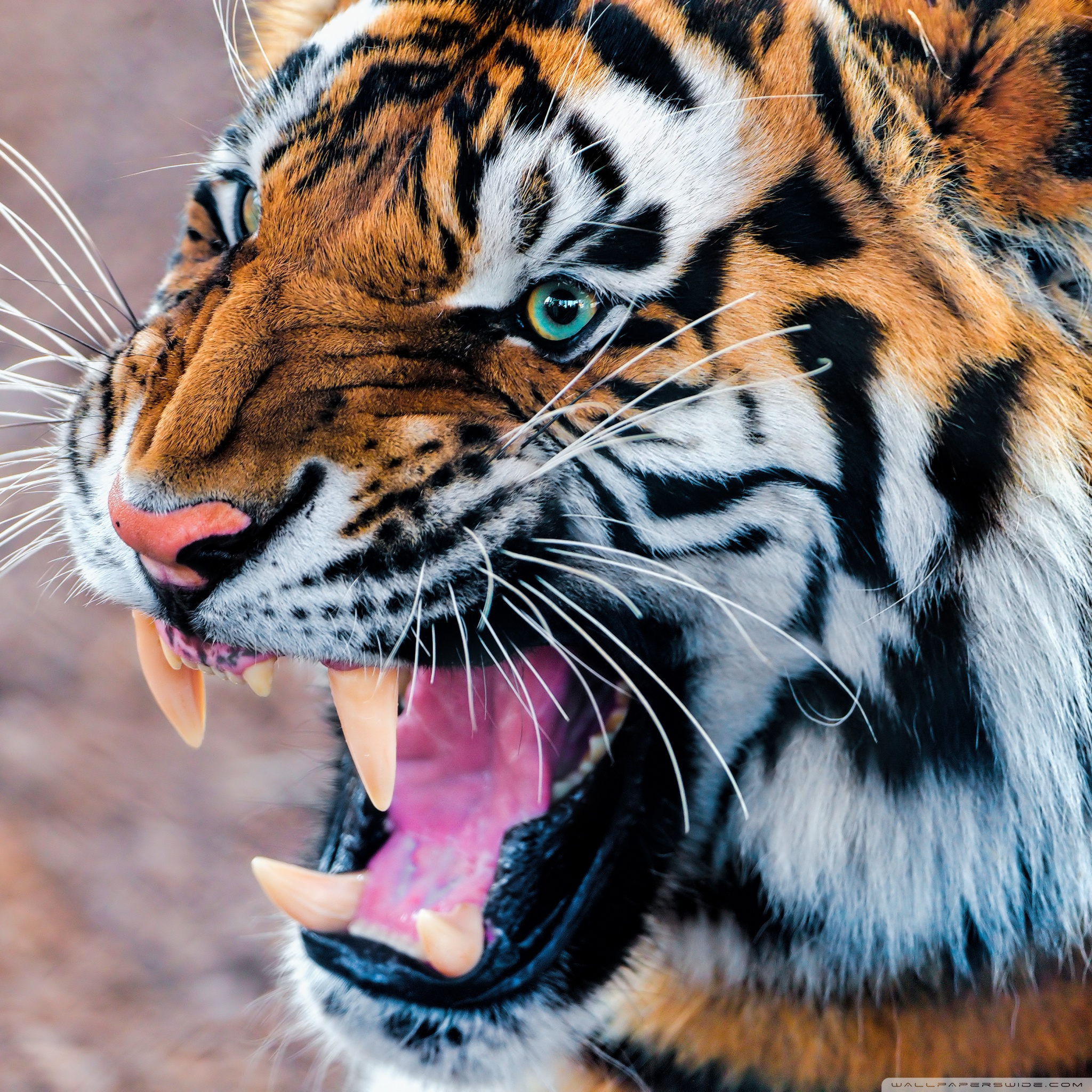 snarling_tiger_wallpaper