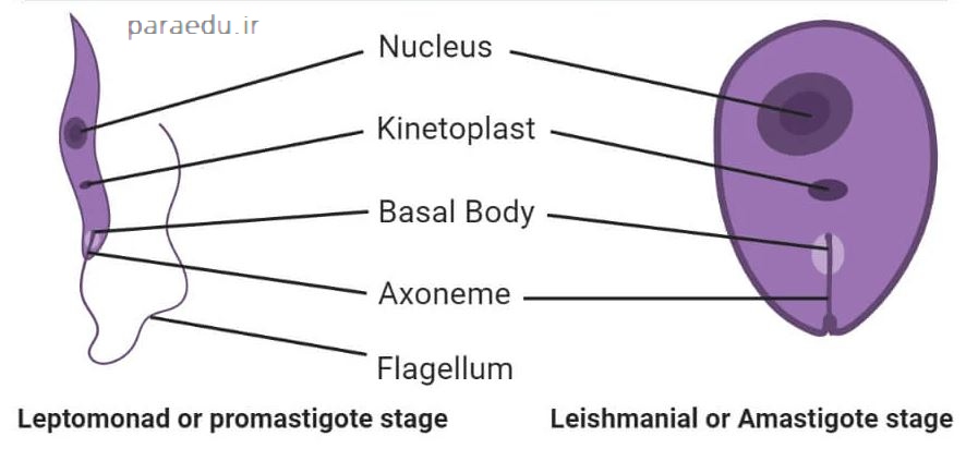 ساختار آماستیگوت و پروماستیگوت لیشمانیا
leishmania amastigote and promastigote