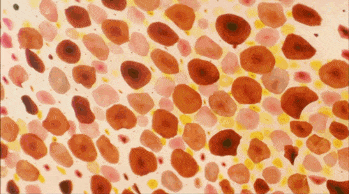 نمای بسیار نزدیک از سلول های رنگدانه‌ای روی پوست هشت‌پا