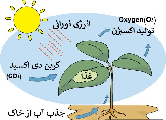 نمودار غذاسازی