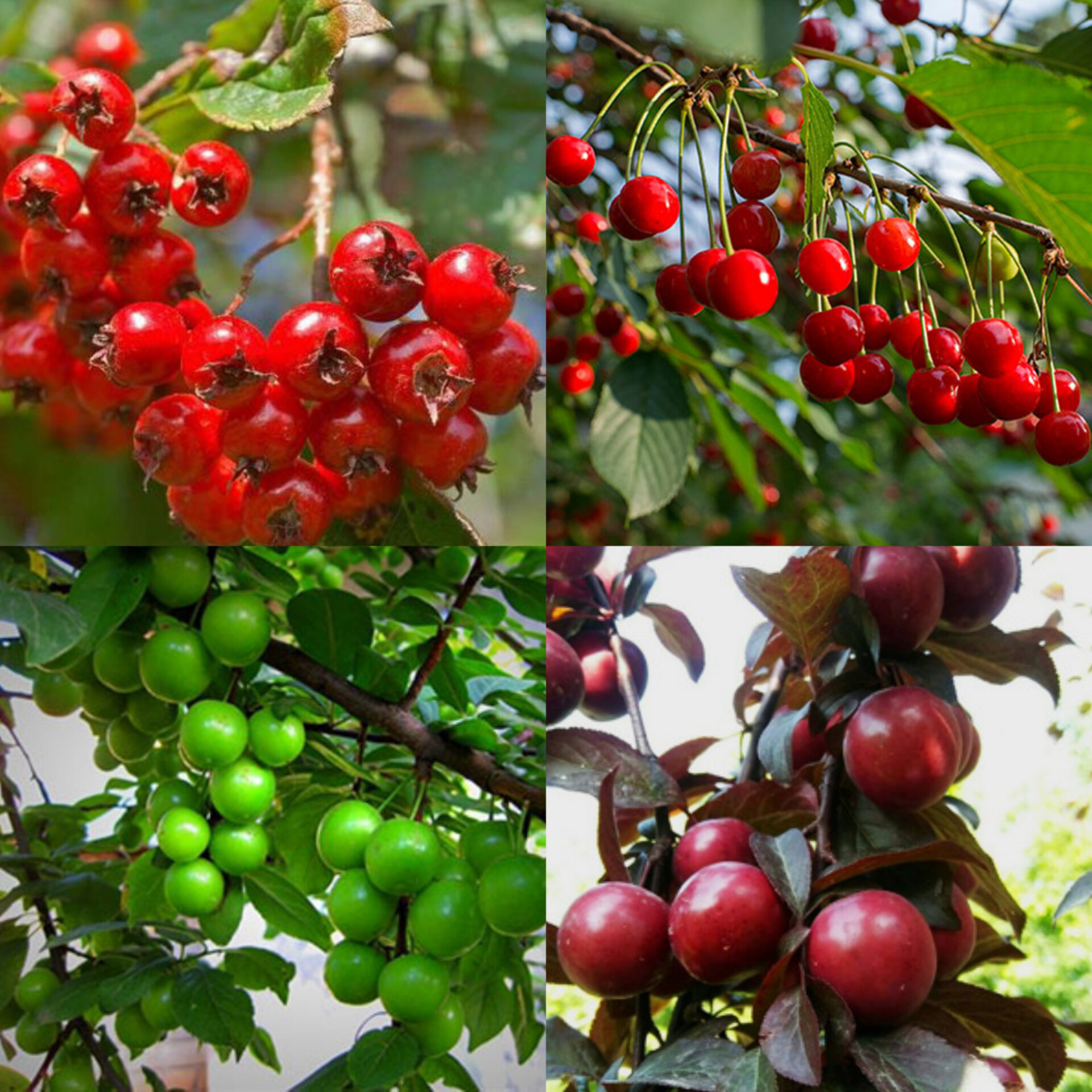 البالو، زالزالک(گویچ)،آلوچه سبز و سرخ